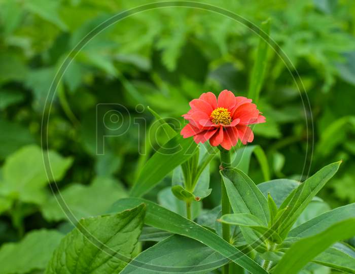 red flower in grass