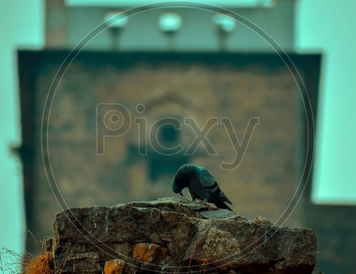 Bird giving poses at Golconda fort