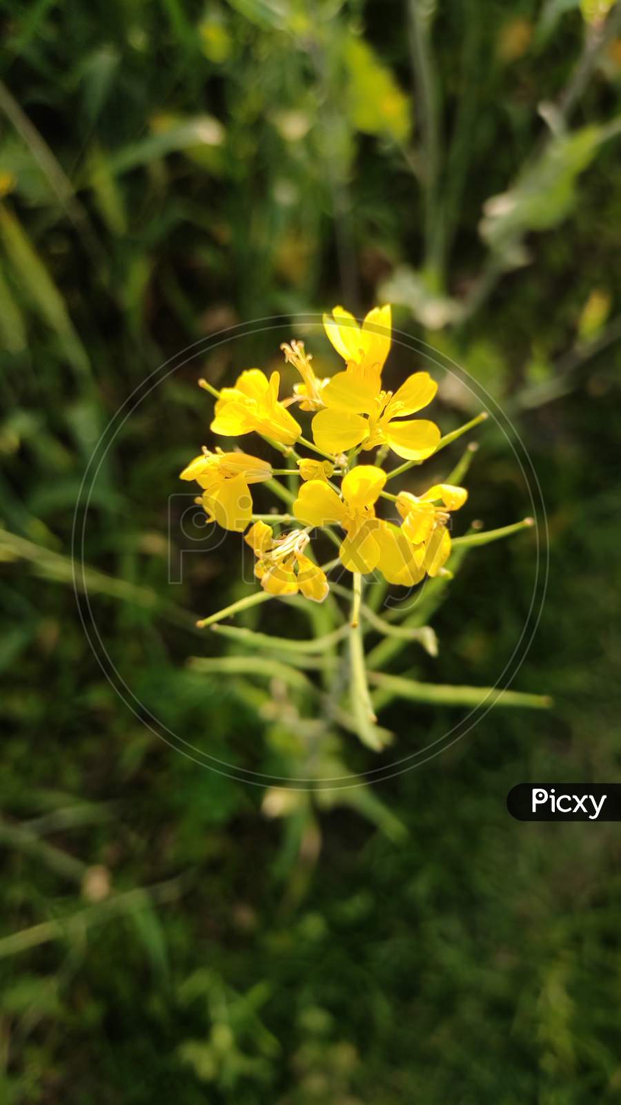 Mustard flower