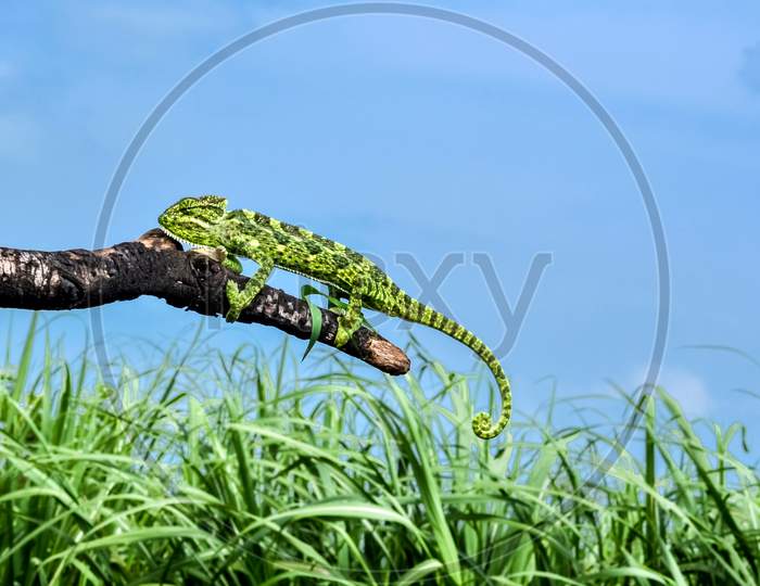 Indian Green Chameleon
