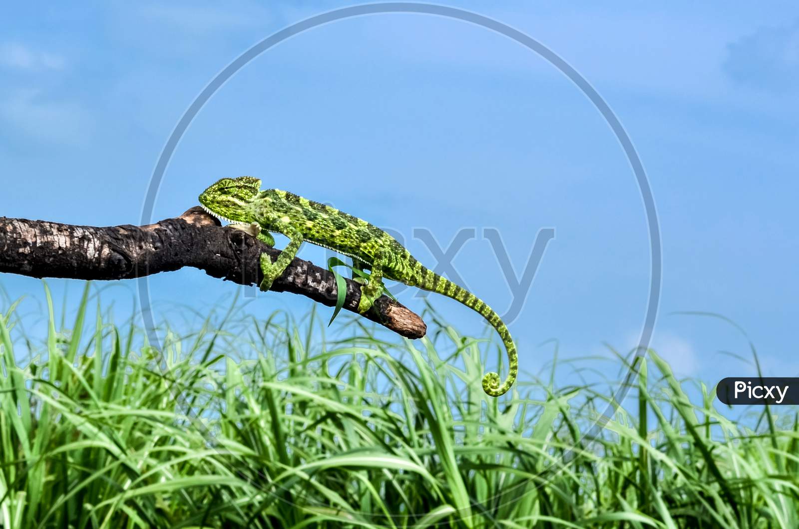 Indian Green Chameleon