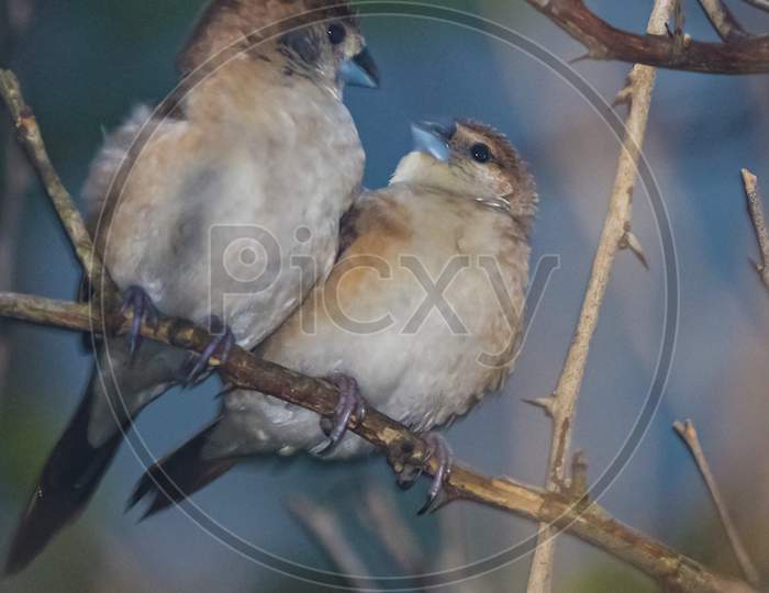 Two songbirds posing by looking at each other while sitting on a branch