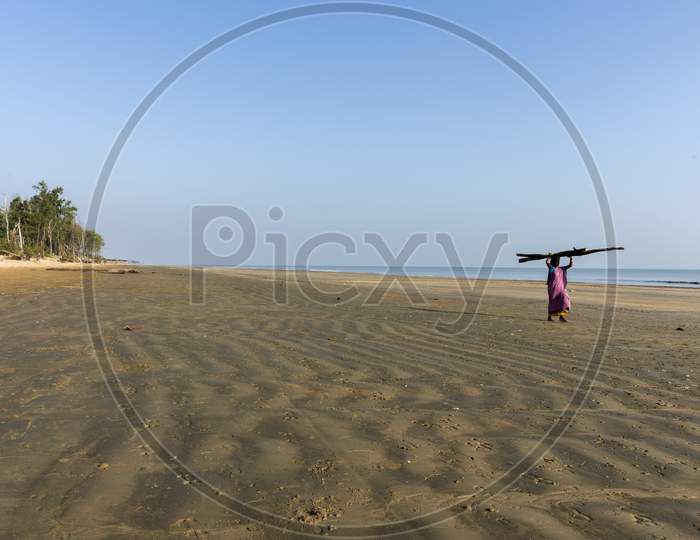 An Woman Carrying A Big Wood On Her Solder At Tajpur Beach, West Bengal, India.