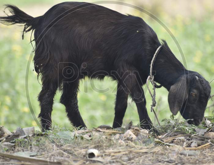 land scope photography for goat eating grass