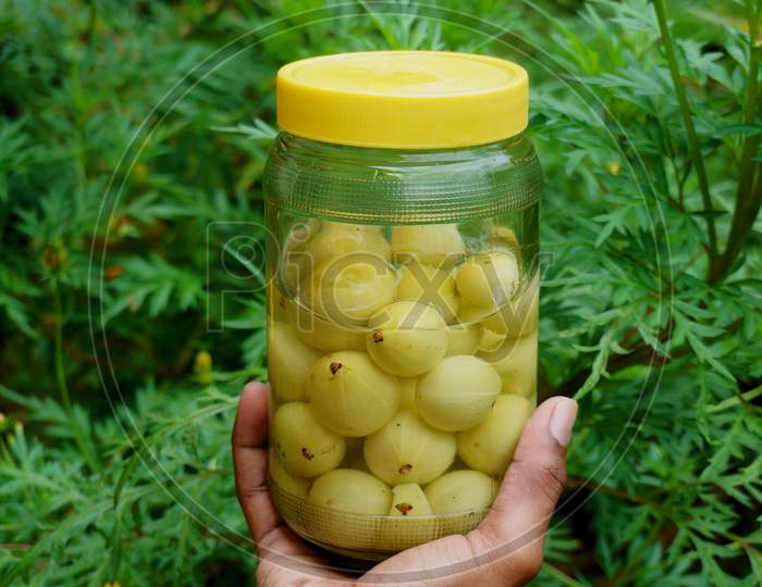 Holding A Glass Jar Of Salted Gooseberries In A Garden.