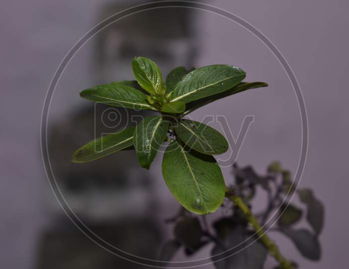 leaf macro photography