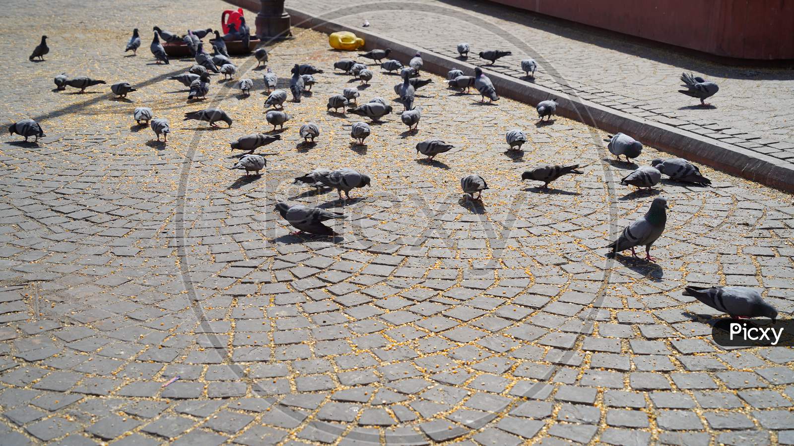 Indian Pigeon Groups Eating Wheat Grains On Ground. Indian Pet Life Concept.