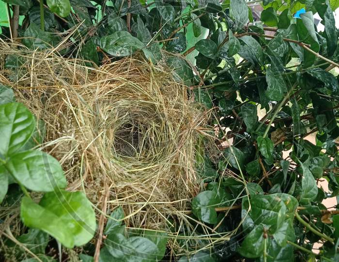 Bird Nest with eggs