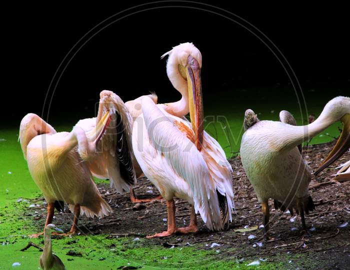 White Pelicans are mostly found in Southeastern Europe, Asia and Africa.