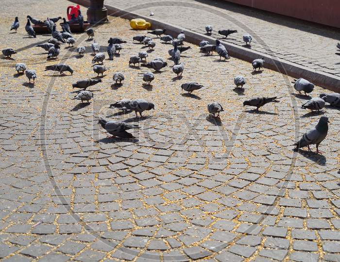 Indian Pigeon Groups Eating Wheat Grains On Ground. Indian Pet Life Concept.