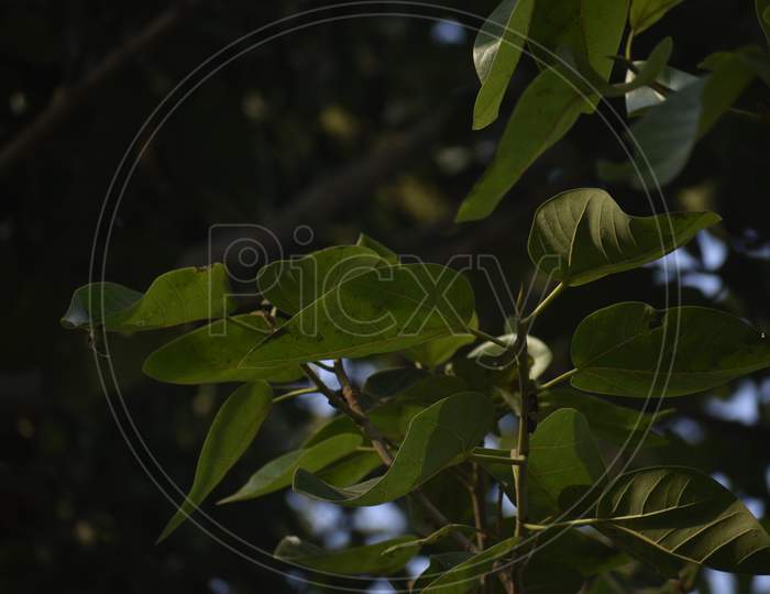beautiful leaf photography