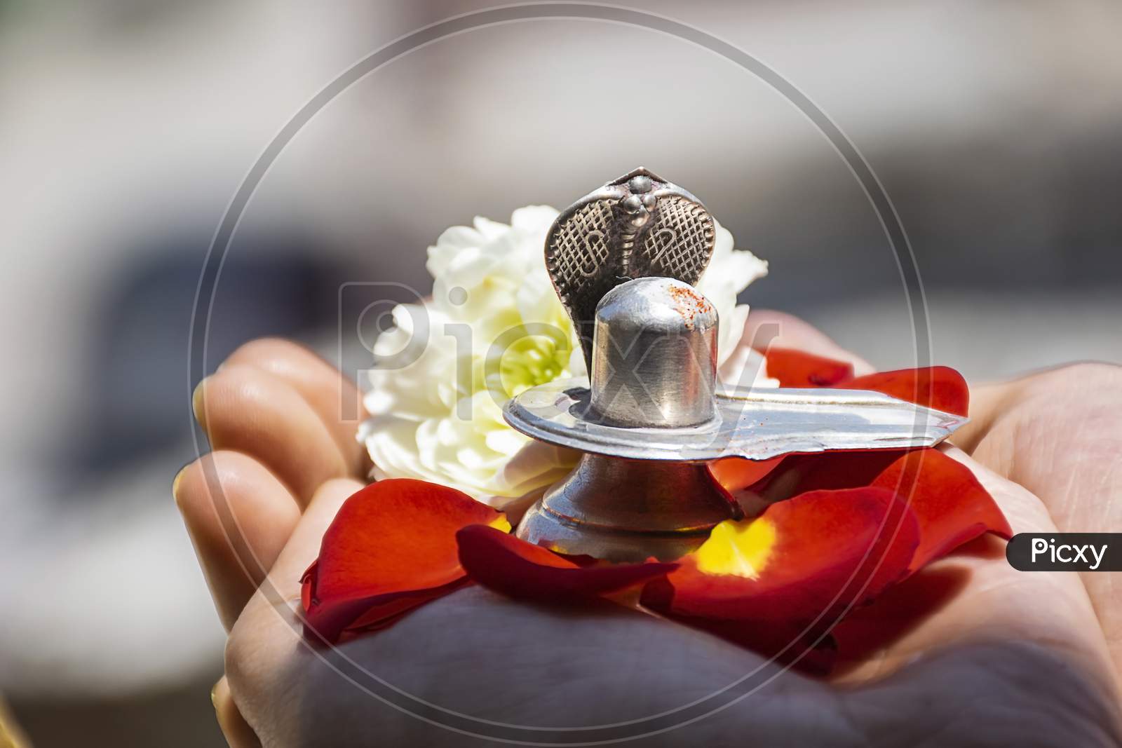 Stock Photo Of A Man Holding And Worshiping Silver Shivlinga Which Is Icon Of Lord Shiva On The Occasion Of Mahashivratri , Flowers Around The Shivlinga In Bright Sunlight At Bangalore City Karnataka India.