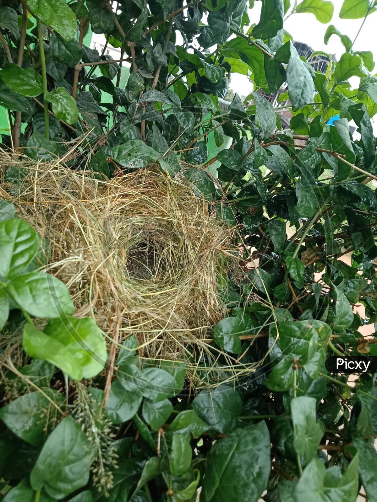 Bird Nest with eggs