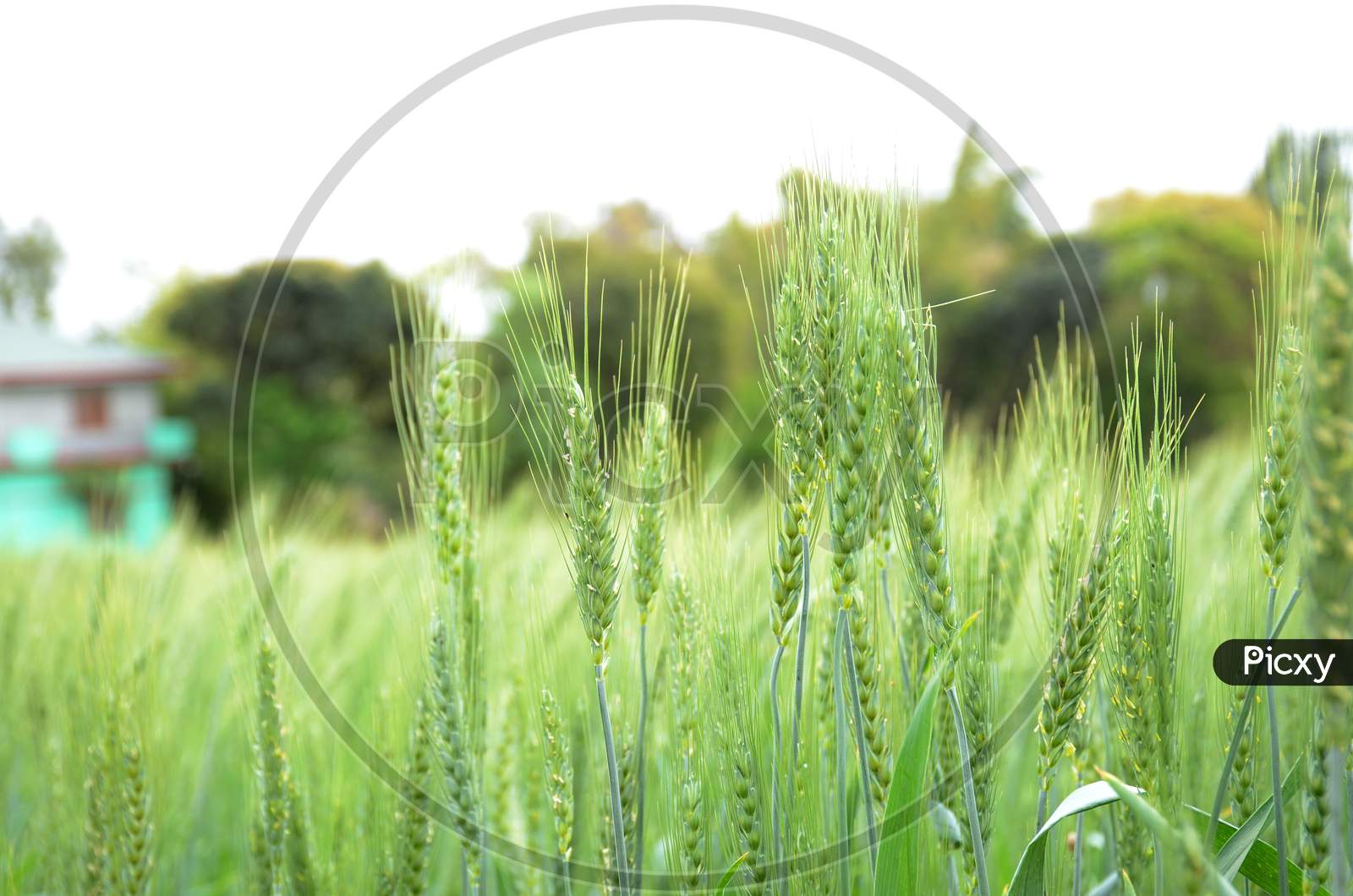Bunch The Ripe Green Wheat Stitch Growing In The Farm.