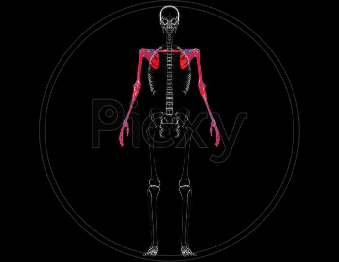 Human Skeleton Upper Limbs Anatomy 3D