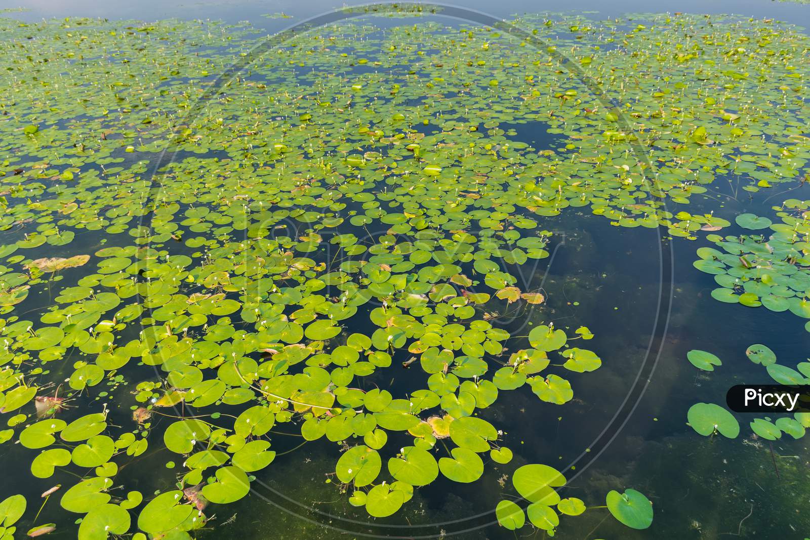 High Angle Panoramic Landscape View Of A Pond Of Lotus Flowers At Kaas Plateau - Valley Of Flowers, Satata, Maharashtra, India
