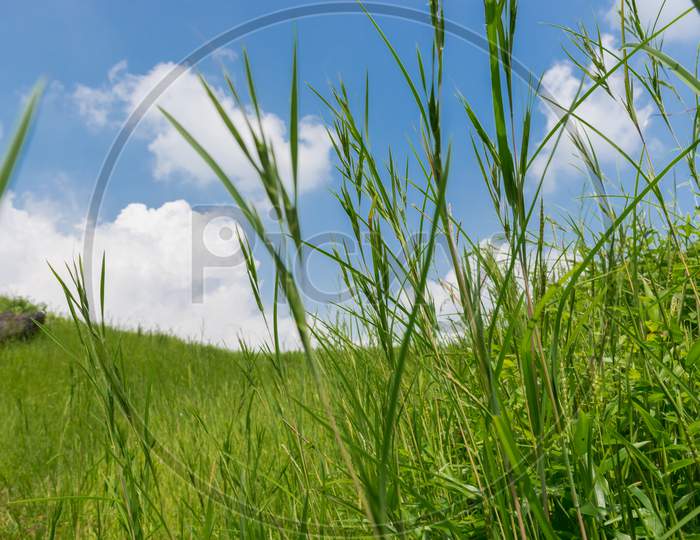 Low Angle View Of Lush Green Landscape With Blue Sky And Clouds On A Bright Summer Day At Thoseghar, Satara, Maharashtra, India