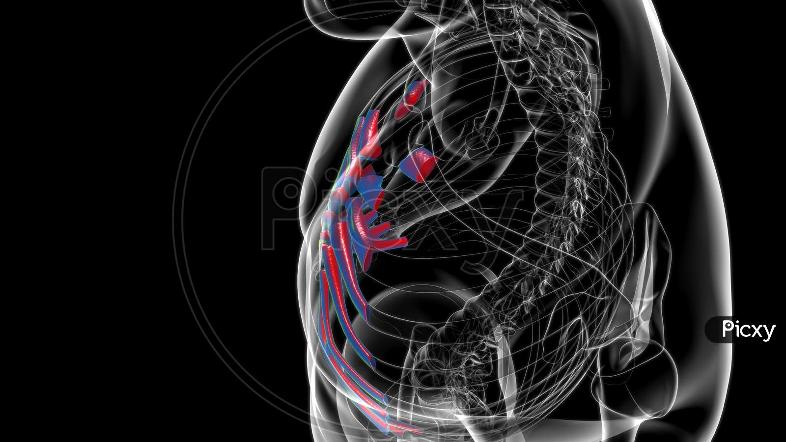 Human Skeleton Anatomy Costal Cartilage 3D Rendering
