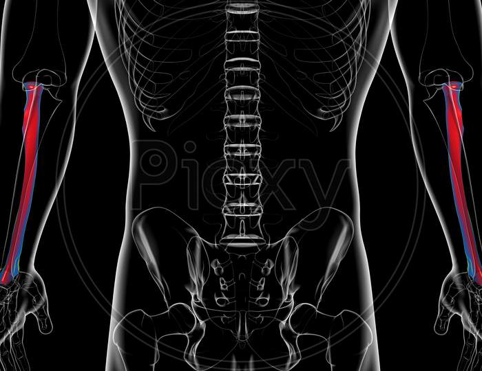 Human Skeleton Anatomy Radius Bone 3D Rendering