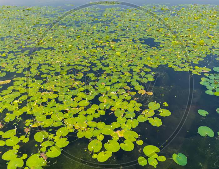 High Angle Panoramic Landscape View Of A Pond Of Lotus Flowers At Kaas Plateau - Valley Of Flowers, Satata, Maharashtra, India