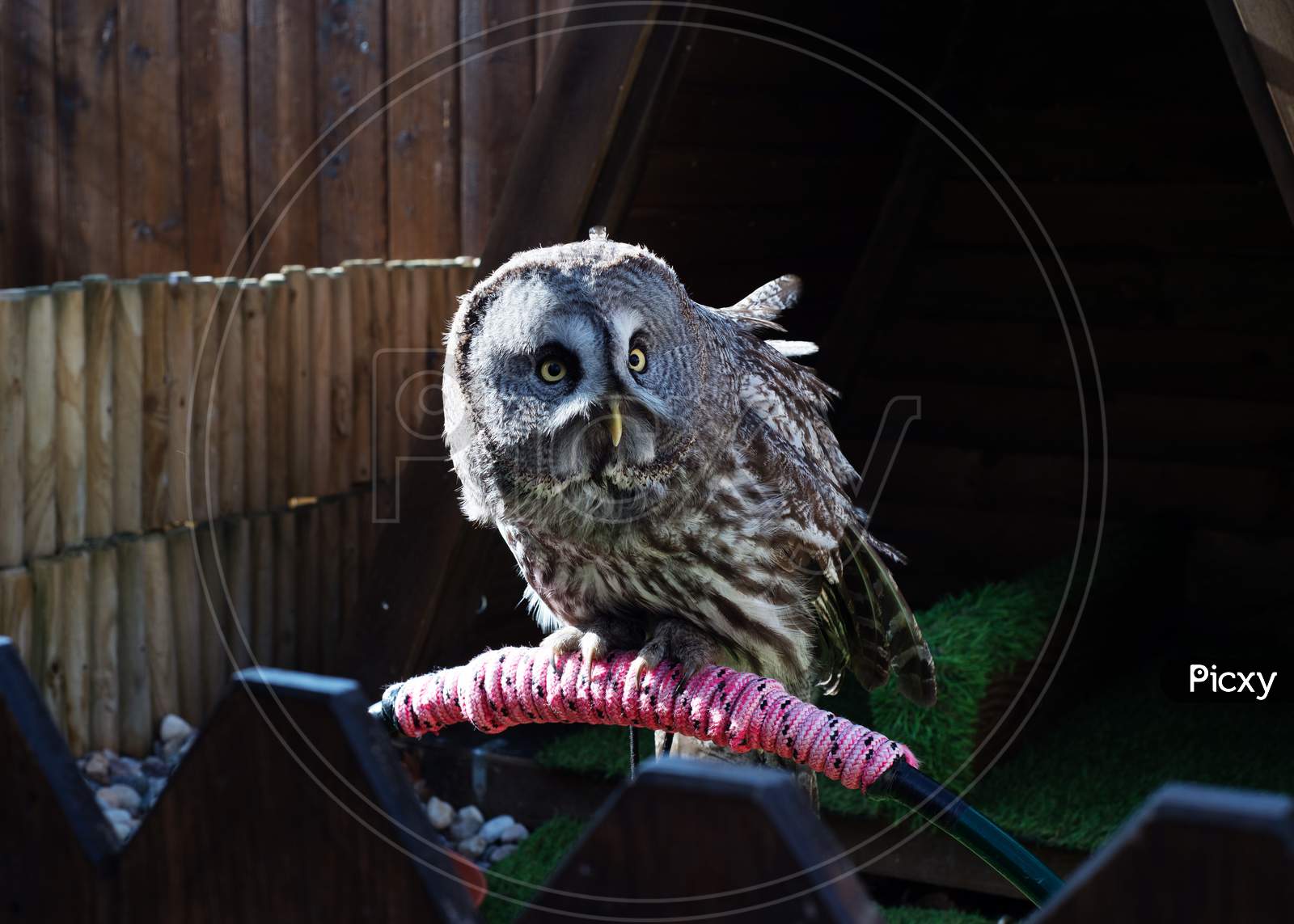 Domestic owl on a perch