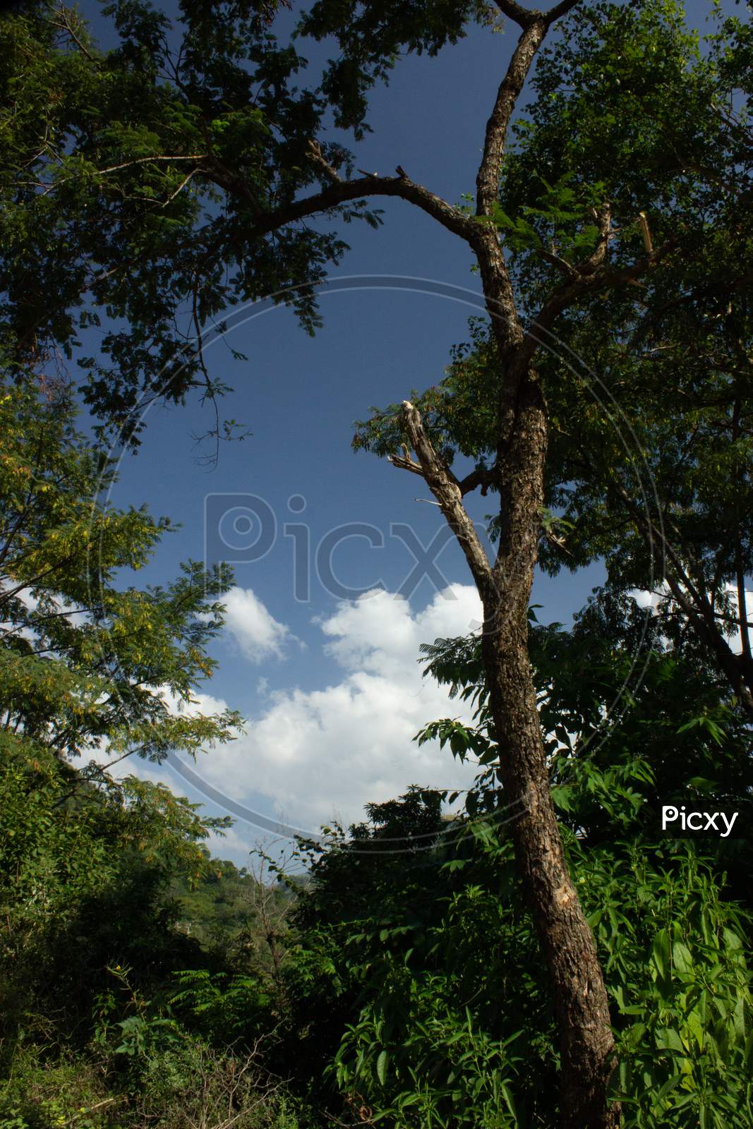tree natural landscape