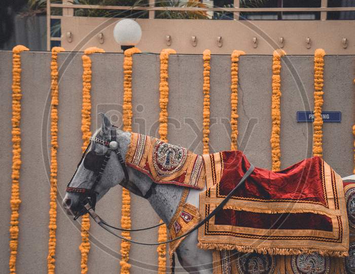 Indian Wedding horse