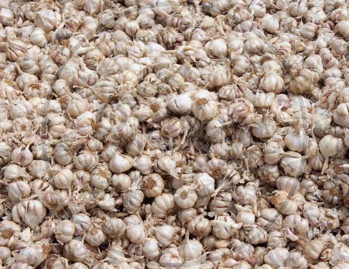 Fresh Garlic On Local Market. Bunch Of Garlic For Sale In Bazaar Market. Indian Garlic (Allium Sativum).
