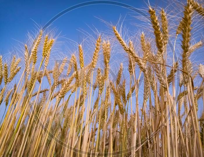Low Angel View Of Wheat Ears In Field Against Blue Sky