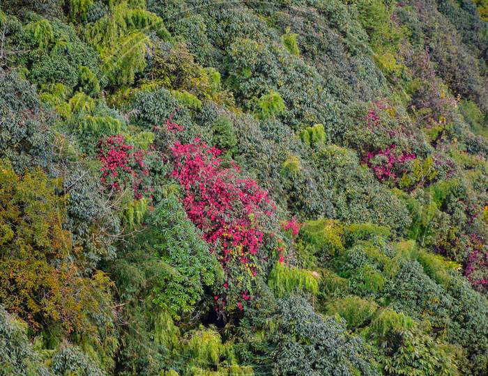 Picturesque Mountain Slope With Green Red Rhododendrun Trees