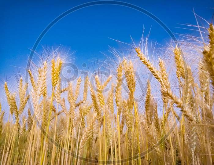 Close Up Of Golden Wheat Field Against Clear Blue Sky