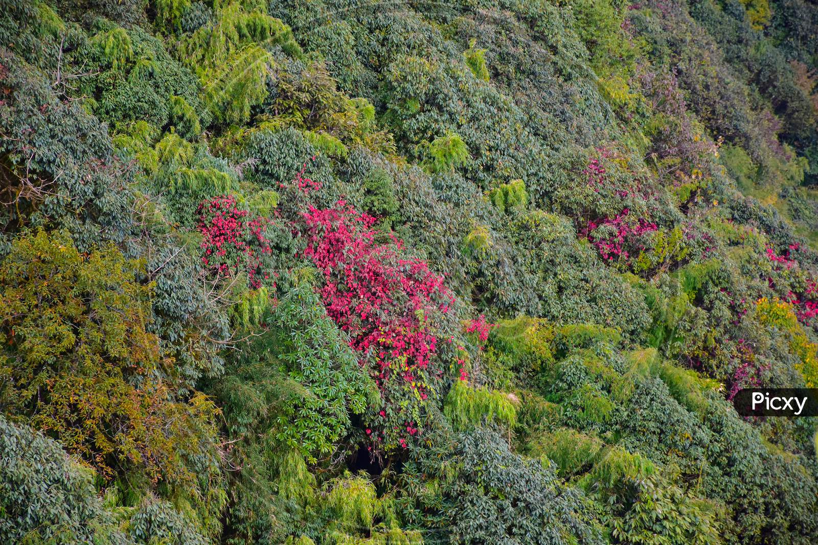 Picturesque Mountain Slope With Green Red Rhododendrun Trees