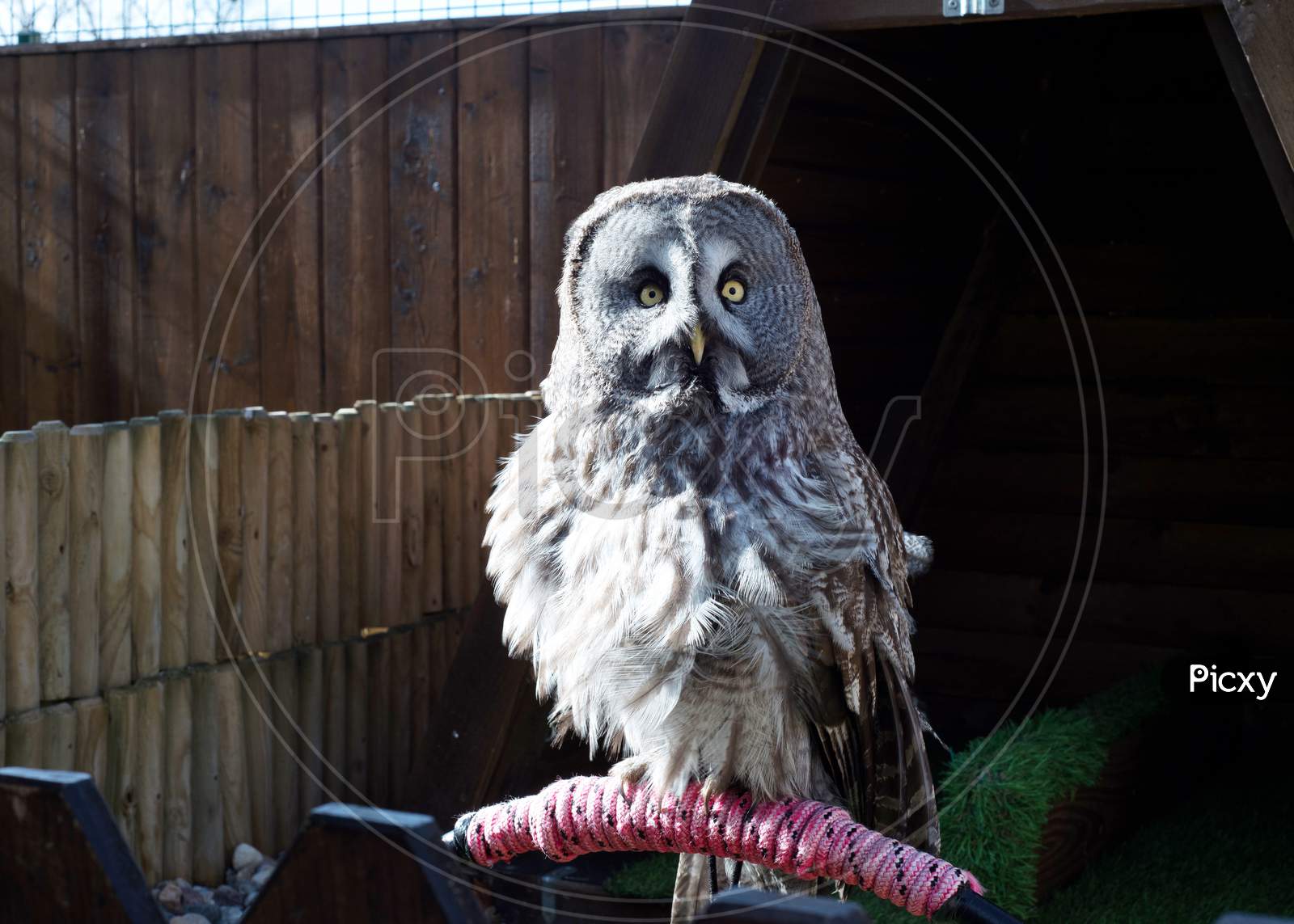 Domestic owl on a perch