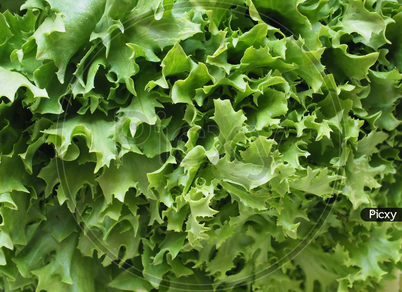 Image Of Curly Endive Aka Frisee Salad Leaves Background Oz Picxy