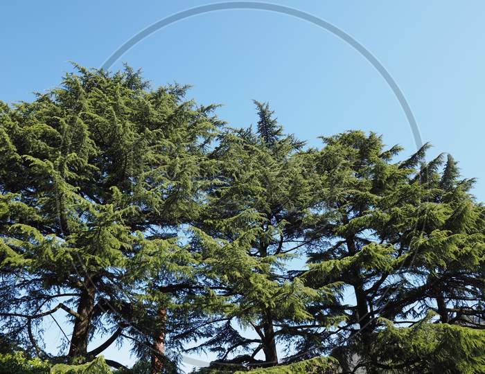Pine (Pinus Pinaceae) Tree Over Blue Sky