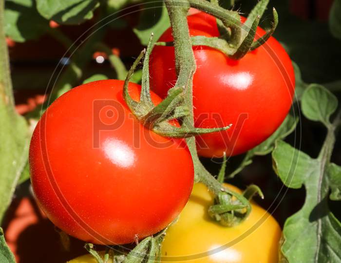 Agriculture Concept. Some Tomatoes On A Bush Growing At The Wall Of A House.