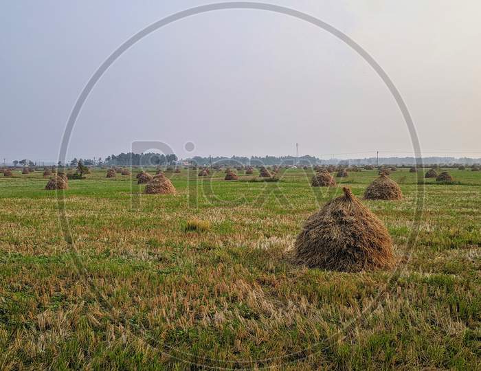 Golden High Yielding Rice Grains Ready To Harvest With Green Plants Blue Sky At An Indian Paddy Field, Copy Space For Text Paste