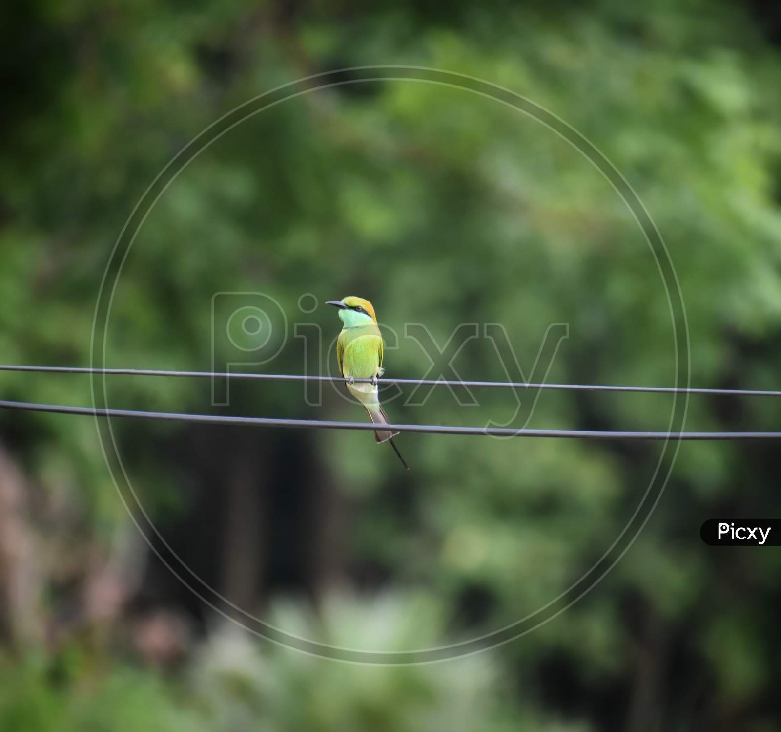 A small green bird sitting on the current wire, india.