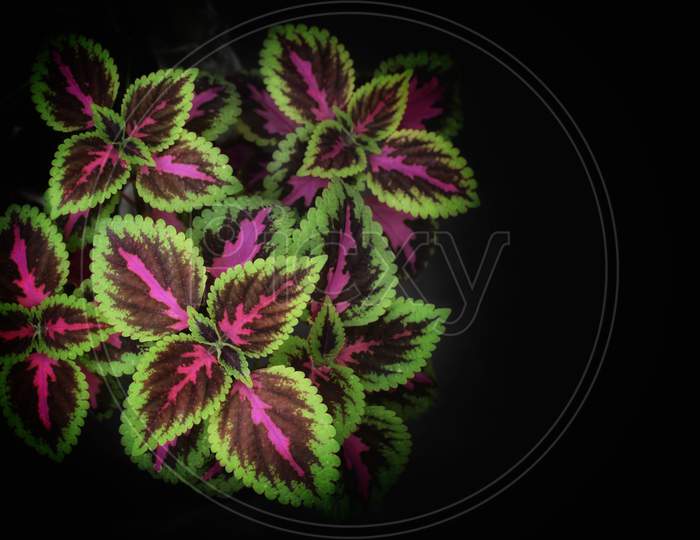 Solenostemon, Commonly Known As Coleus The Most Darkish Pink Coleus Leaves,Leafs As A Beautiful Wallpaper, Closeup,Close Up Of Coleus Leaves Isolated With Black Background,Copy Space.
