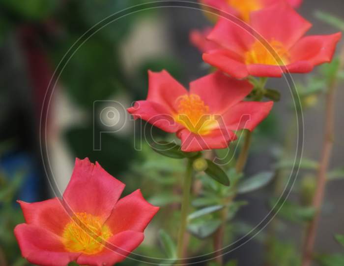 Salmon Color Portulaca Grandiflora Flower. Common Names This Flower: Eleven O'Clock, Mexican Rose,Grass Plant, Moss Rose, Sun Rose. Green Gray Background,India.