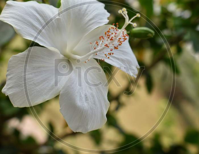 Closeup Of White Hibiscus Flower On Green Leaves Background