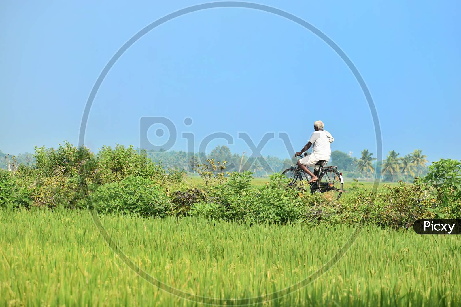 A Farmer Returns After Working In His Mustard Field, During Country-Wide Strike By Farmers