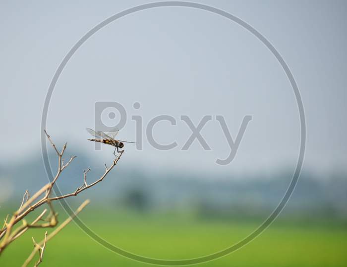 Dragonfly In The Nature With Blue Sky As Background Near Paddy Fields. Dragonfly In The Nature Habitat. Beautiful Vintage Nature Scene With Dragonfly Outdoor