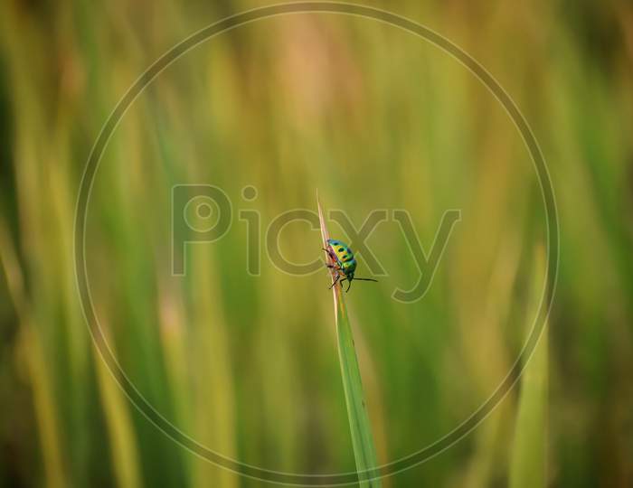 Beautiful Green And Black Striped Bug Hanging On Tall Grass