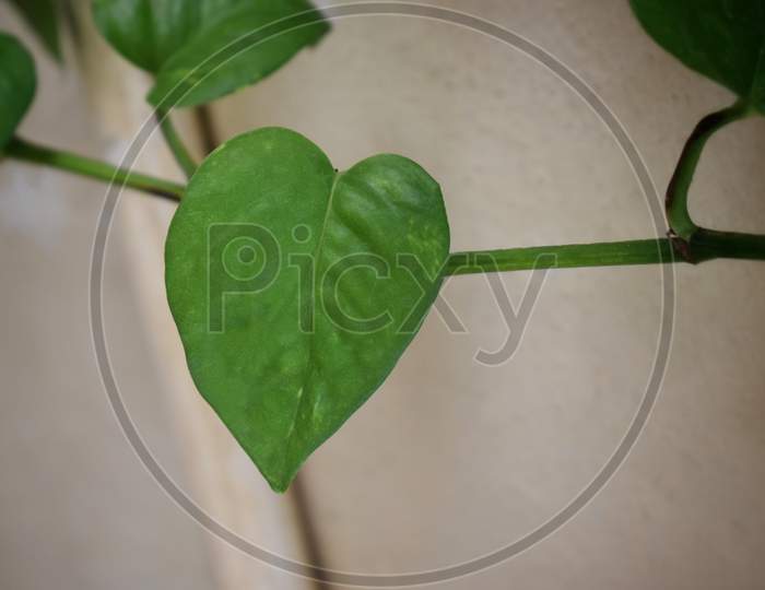 Creeper Plant Growing In Wild, Jungle Vines Climbing On Tree Trunk Isolated On White Background, Clipping Path Included.Love Shaped Money Plant, Green, Copy Space, Love Shaped Money Plant.