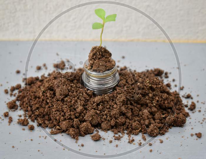 Growing Money - Plant On Coins - Finance And Investment Concept, India.
