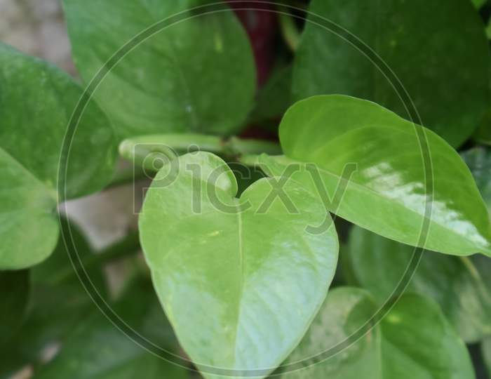 Creeper Plant Growing In Wild, Jungle Vines Climbing On Tree Trunk Isolated On White Background, Clipping Path Included.Love Shaped Money Plant, Green, Space