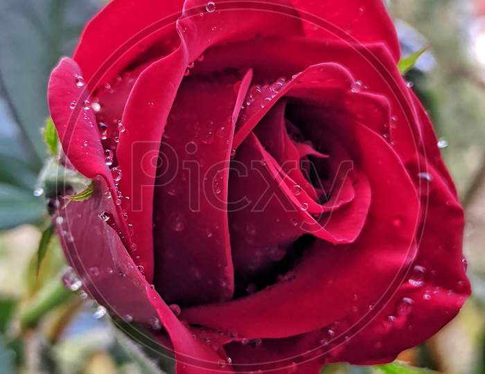 Pink Rose Flower With Raindrops On Background Pink Roses Flowers. Nature.