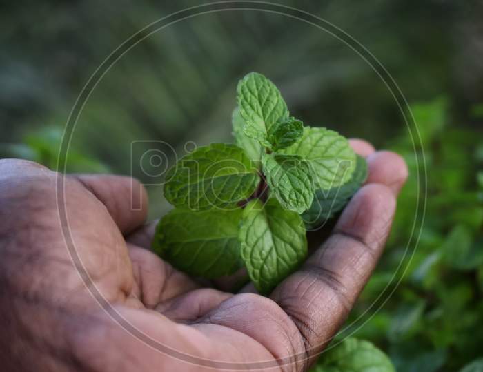 Closeup Shot Of A Woman Holding A Green Plant In Palm Of Her Hand. Close Up