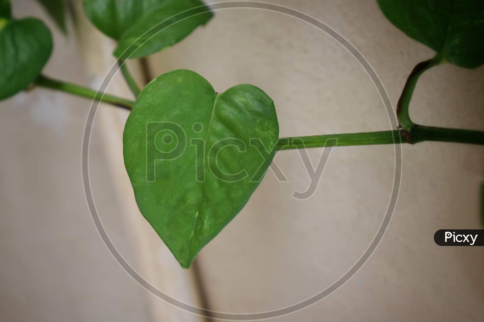 Creeper Plant Growing In Wild, Jungle Vines Climbing On Tree Trunk Isolated On White Background, Clipping Path Included.Love Shaped Money Plant, Green, Copy Space, Love Shaped Money Plant.
